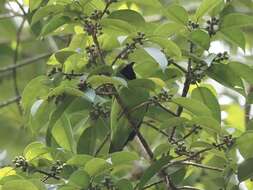 Image of Greater Green Leafbird