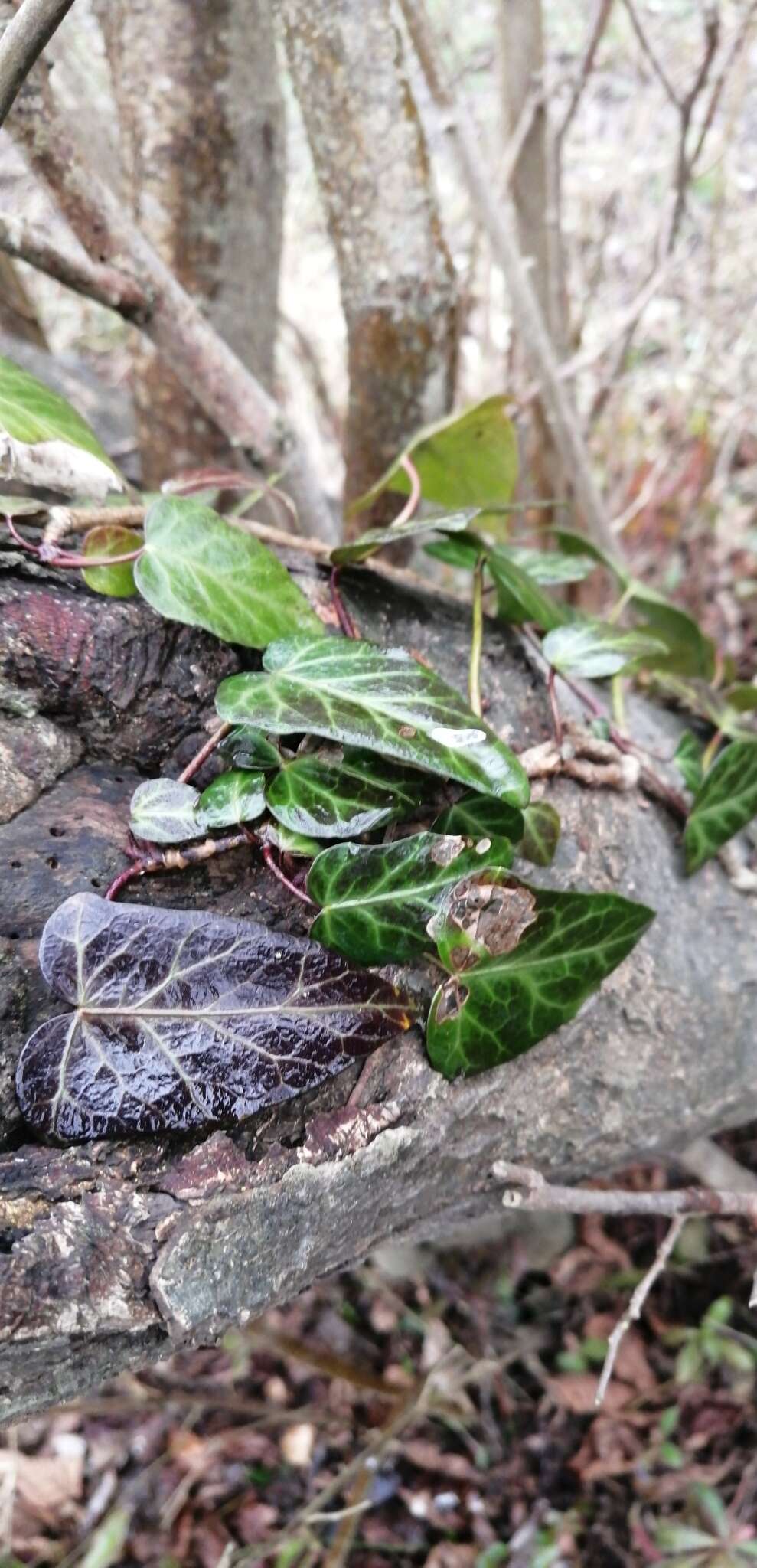 Image de Hedera pastuchovii Woronow