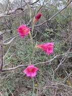 Imagem de Gladiolus caryophyllaceus (Burm. fil.) Poir.