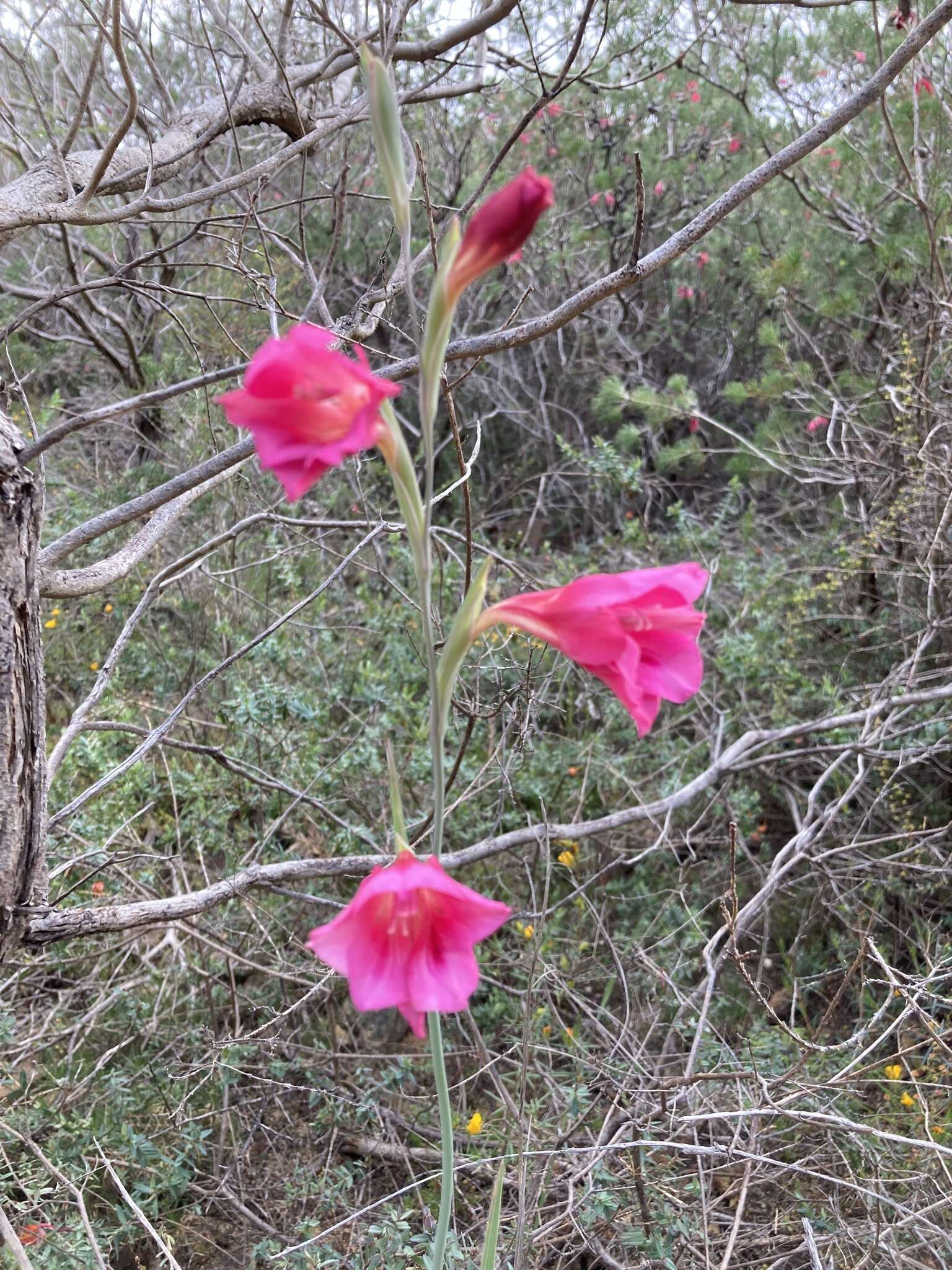 Imagem de Gladiolus caryophyllaceus (Burm. fil.) Poir.