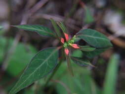 Image of Euphorbia elliptica Lam.