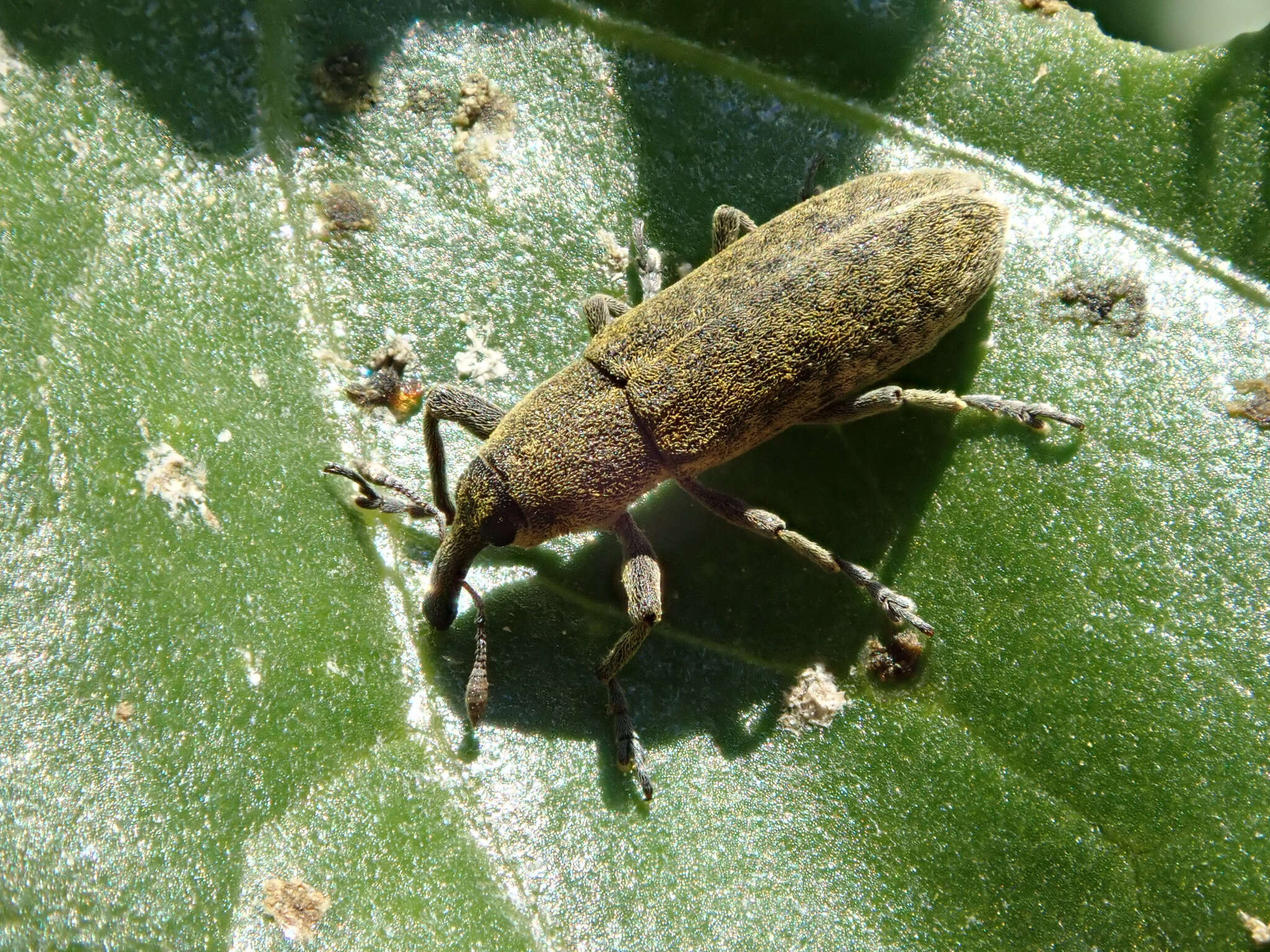 Image of Lixus rubicundus Dejean 1821