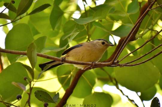 Image of Blue-winged Minla