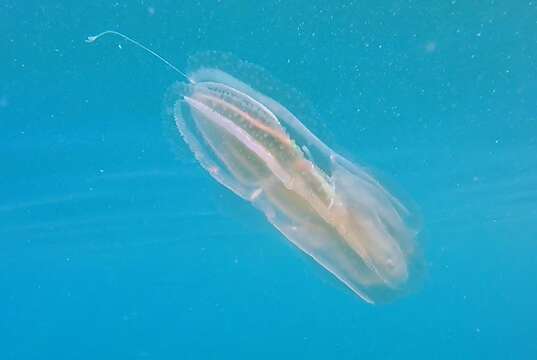 Image of vitreous lobate comb-jelly