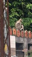 Image of Northern plains gray langur