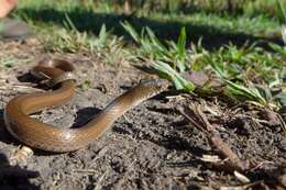 Image of Olive Marsh Snake