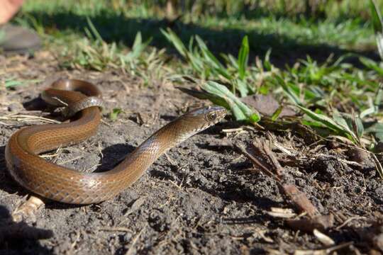 صورة Natriciteres olivacea (Peters 1854)