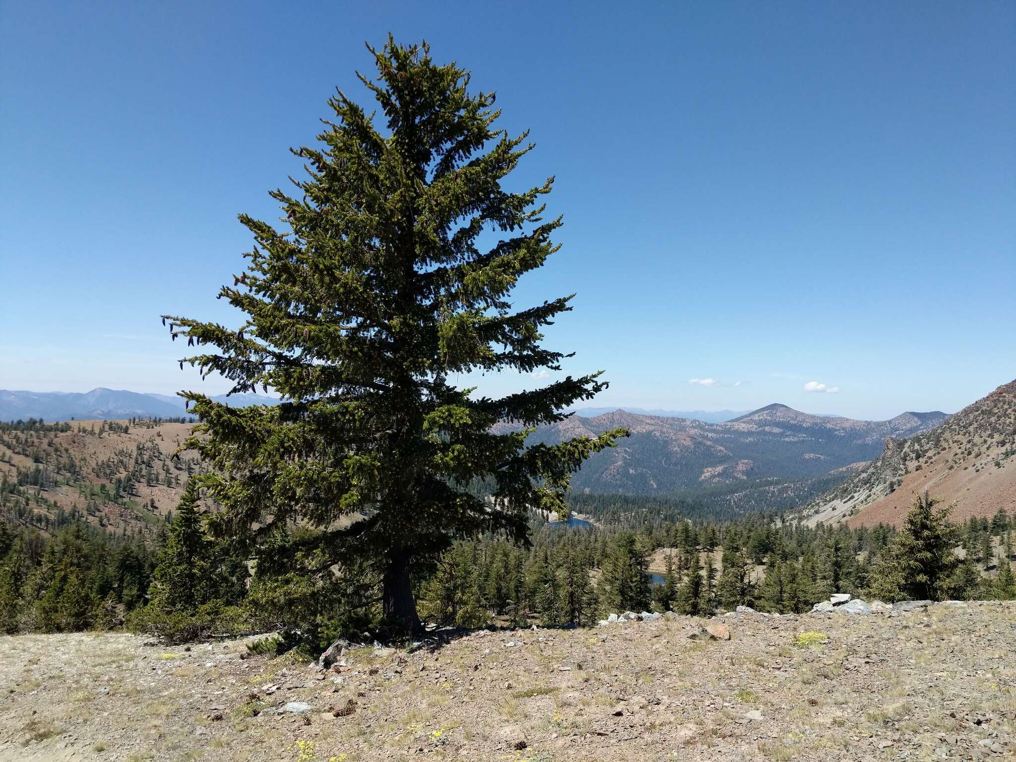 Image of foxtail pine