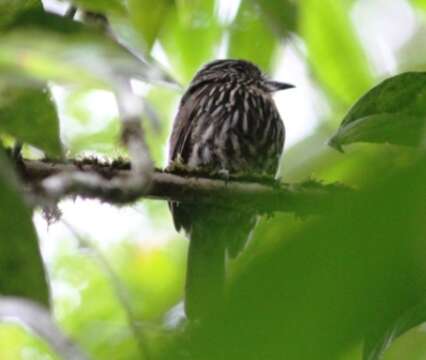 Image of Black-streaked Puffbird