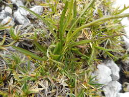 Image of Crepis jacquinii subsp. kerneri (Rech. fil.) Merxm.
