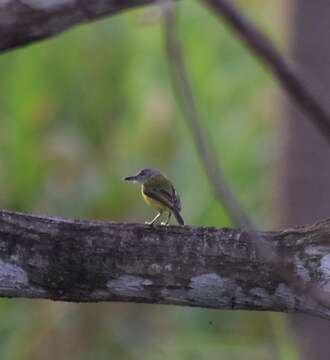 Image of Spotted Tody-Flycatcher