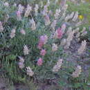 Image of Astragalus schrenkianus Fisch. & Mey.