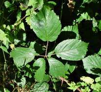 صورة Rubus bartonii Newton