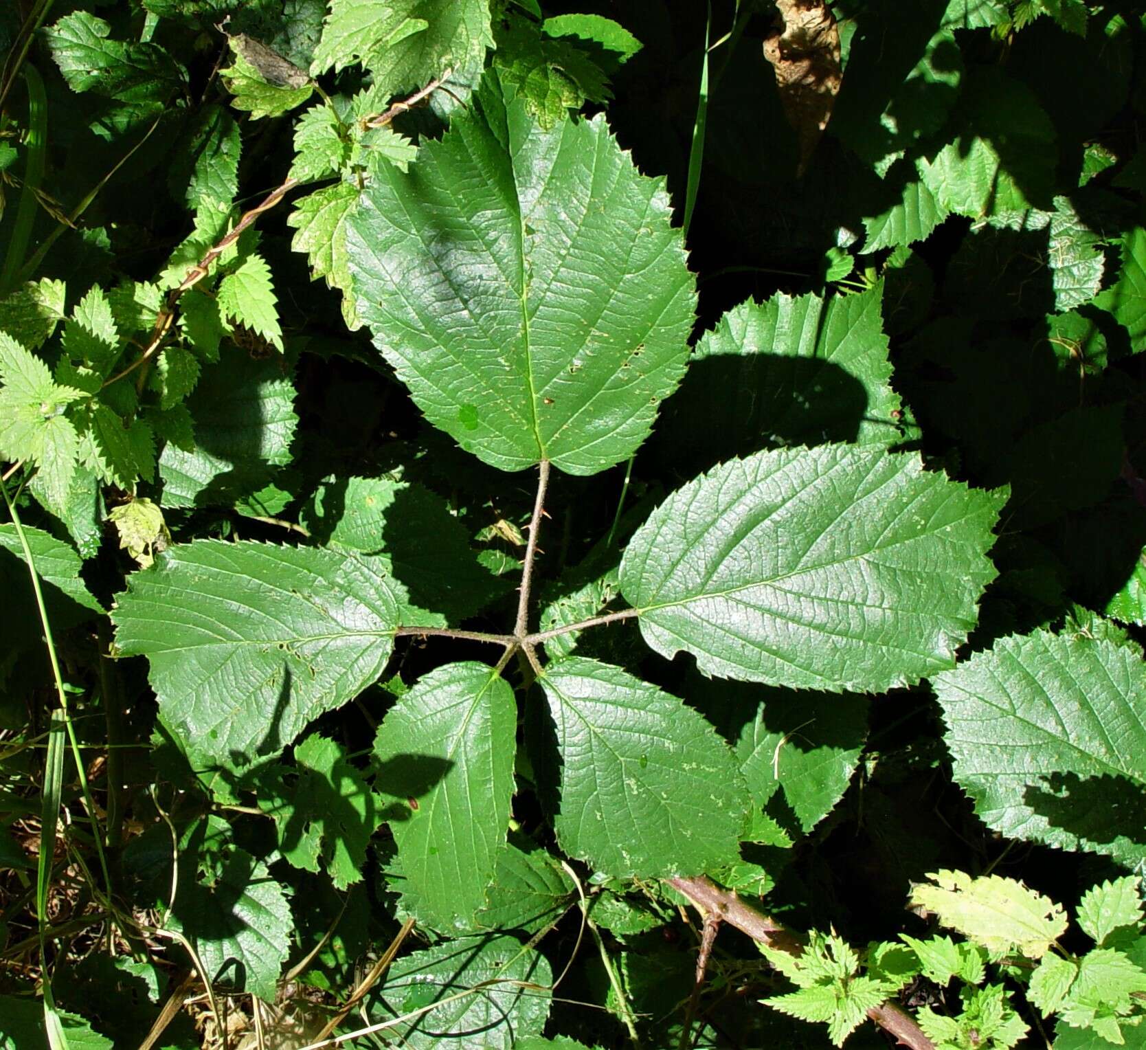 Sivun Rubus bartonii Newton kuva