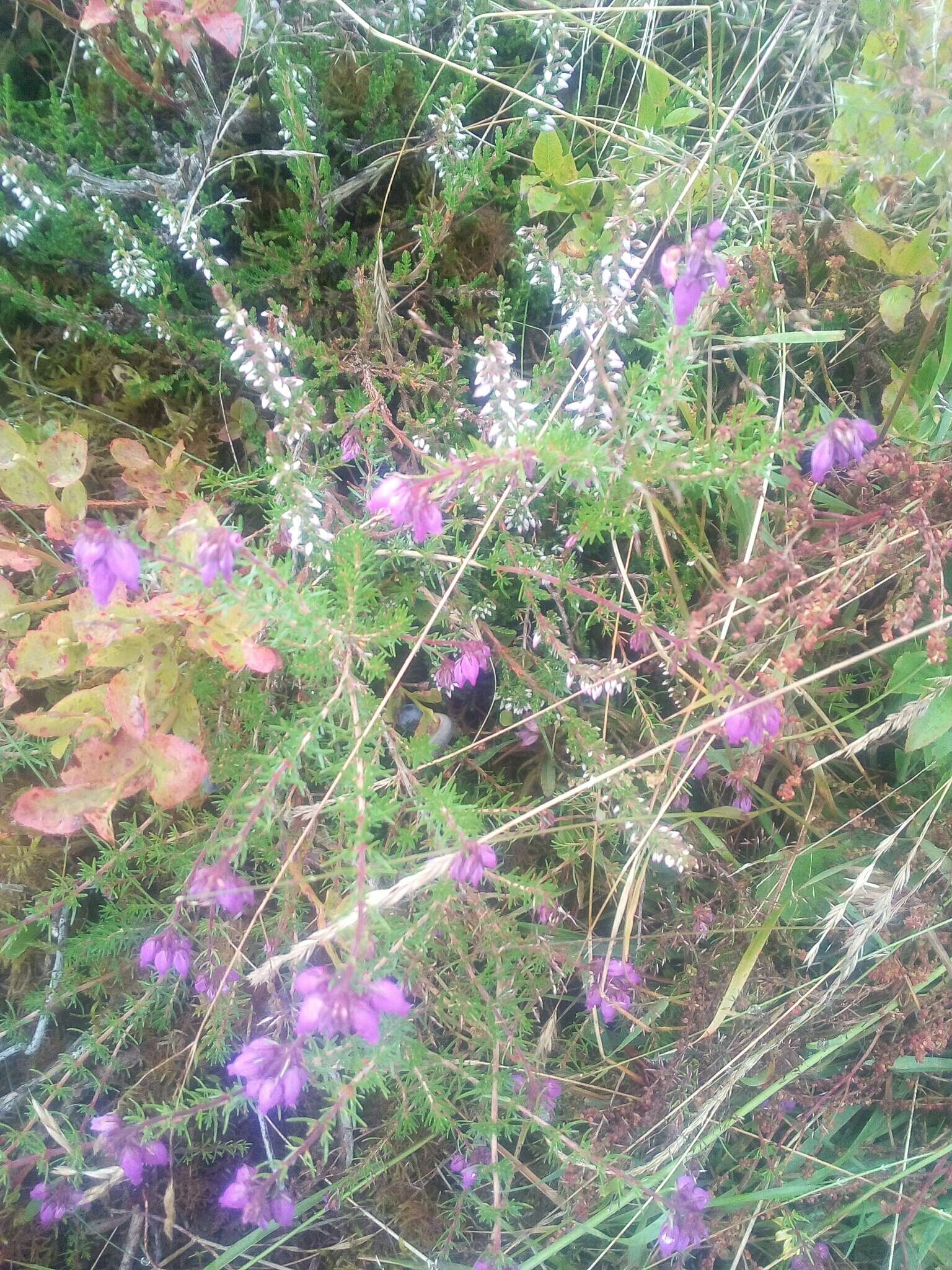 Image of Bell Heather