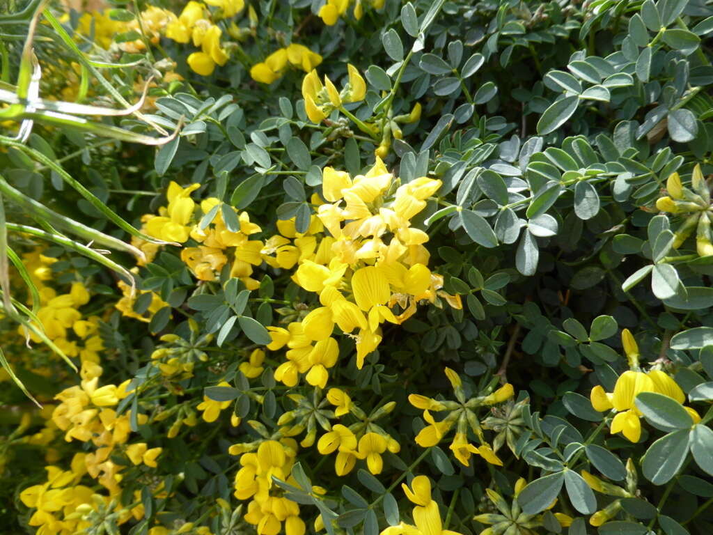 Image of Hippocrepis valentina Boiss.