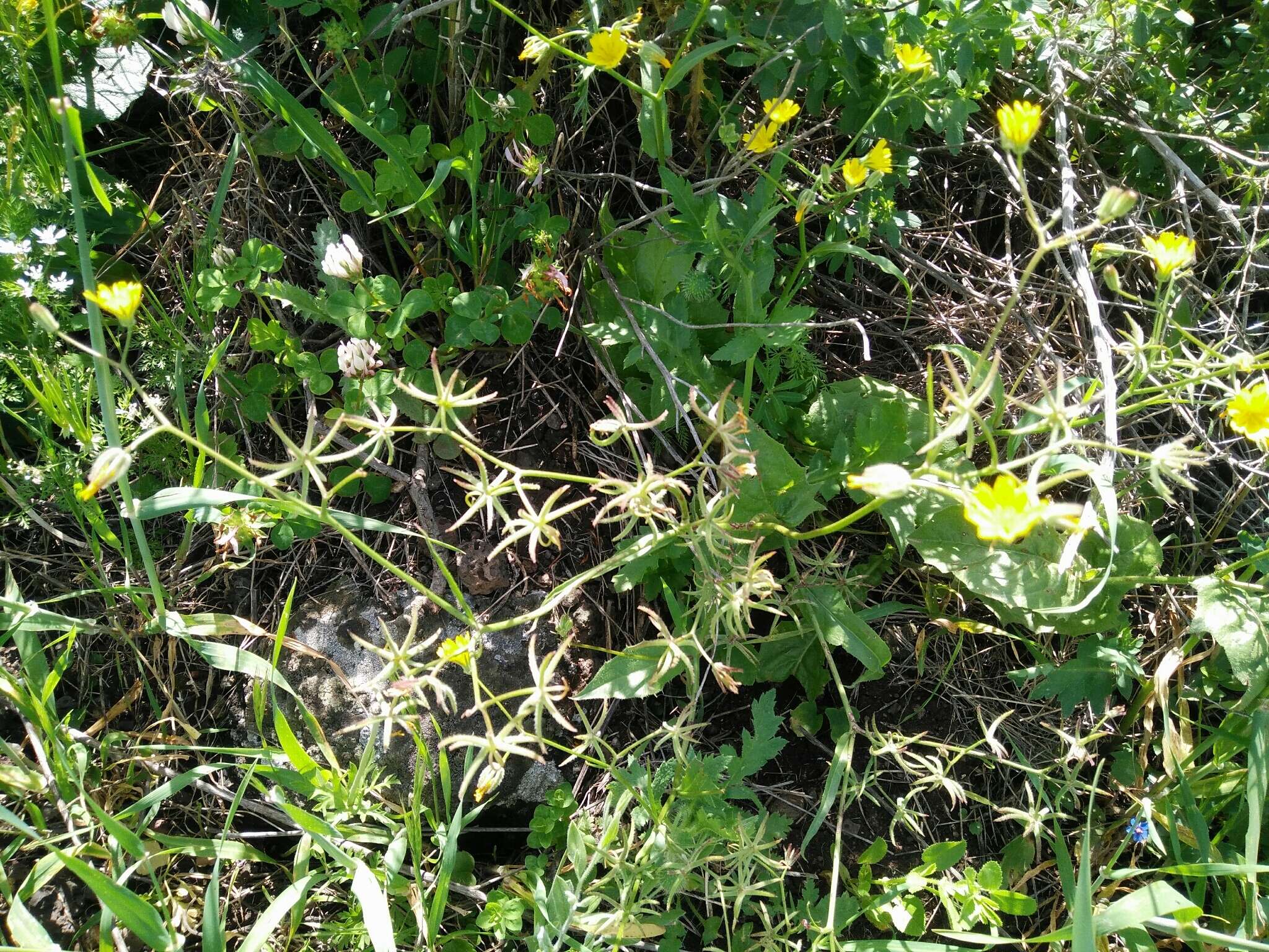 Image of endive daisy