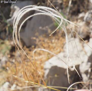 Image of Stipa arabica Trin. & Rupr.