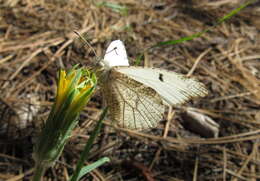 Image de Anthocharis lanceolata Lucas 1852