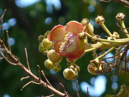 Image of Cannonball Tree