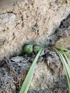 Image of Miersia humilis