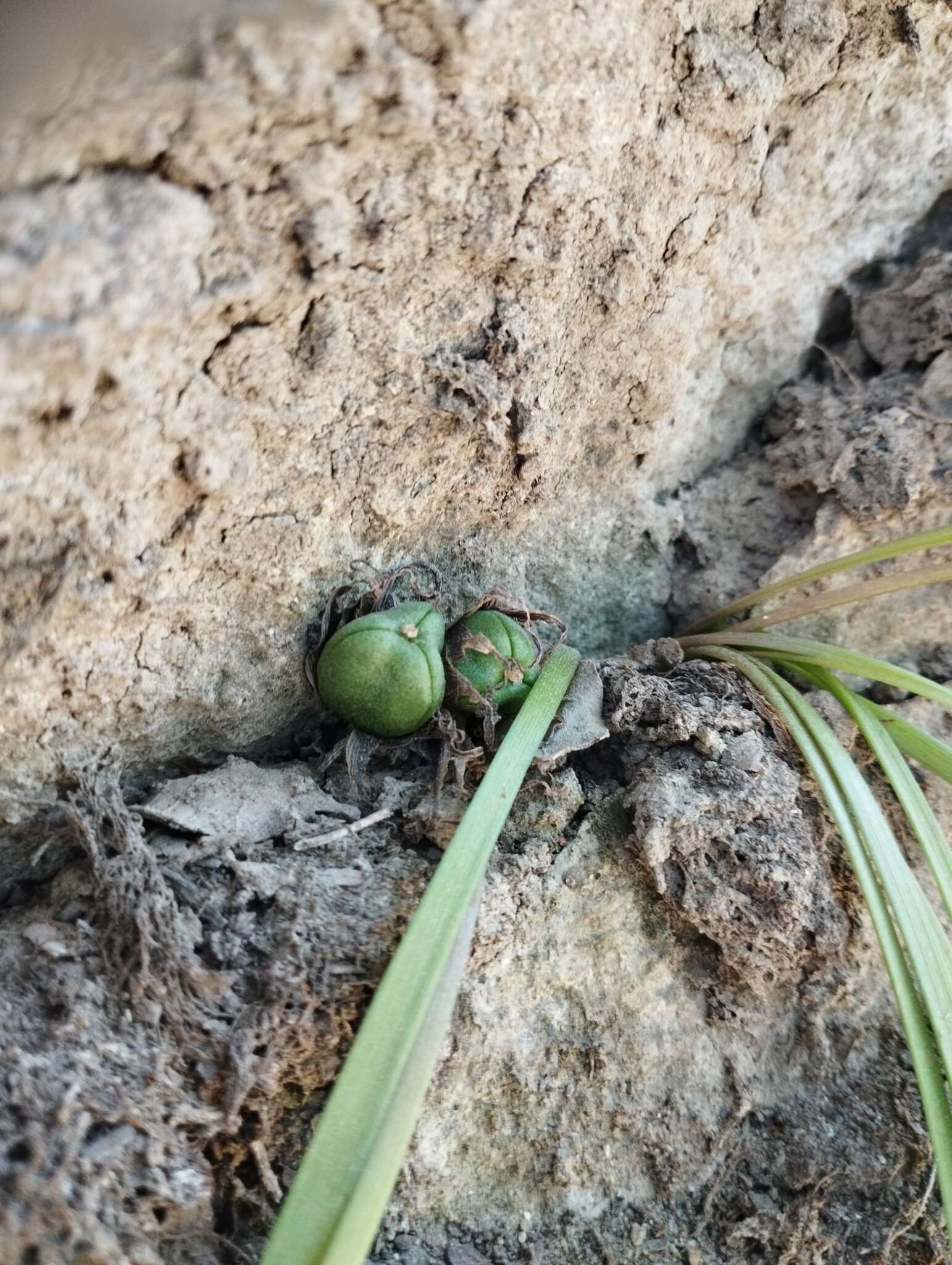 Image of Miersia humilis