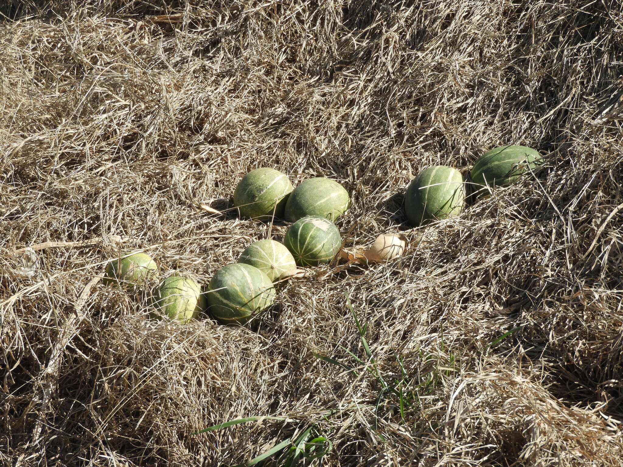 Image of winter squash