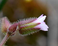 Image of Cerastium ramosissimum Boiss.