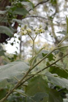 Image of potatotree