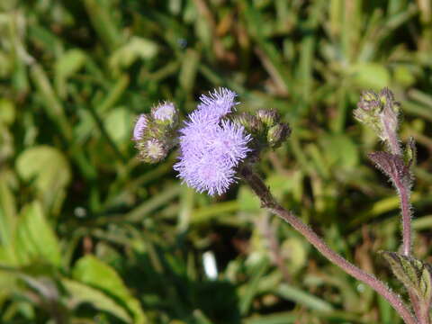 Imagem de Ageratum houstonianum Mill.