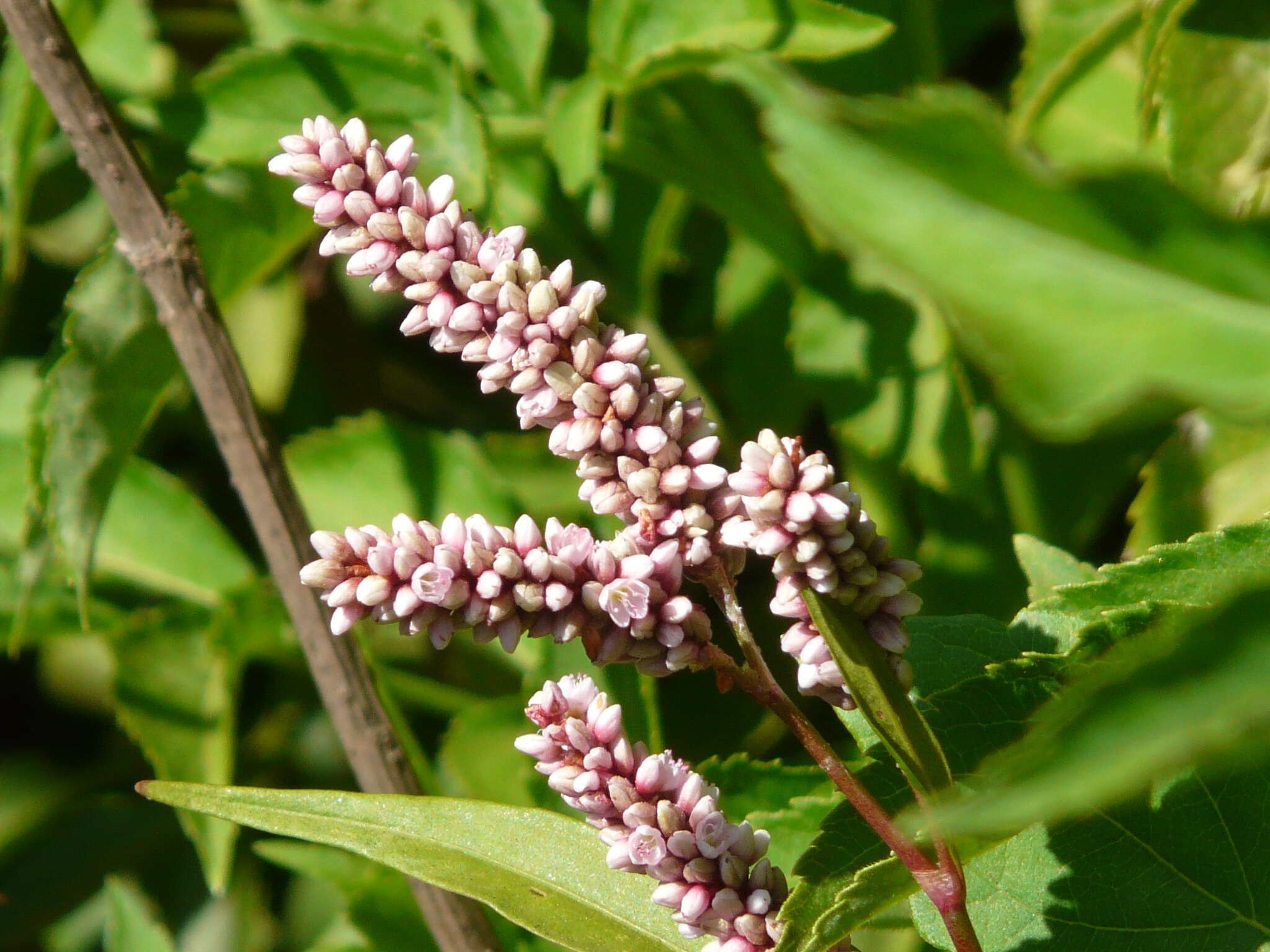 Image of Smooth Smartweed