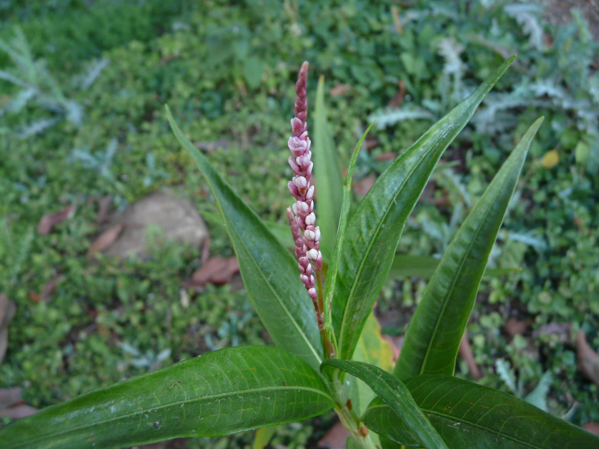 Image of Smooth Smartweed