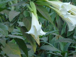 Image de Datura wrightii Hort. ex Regel