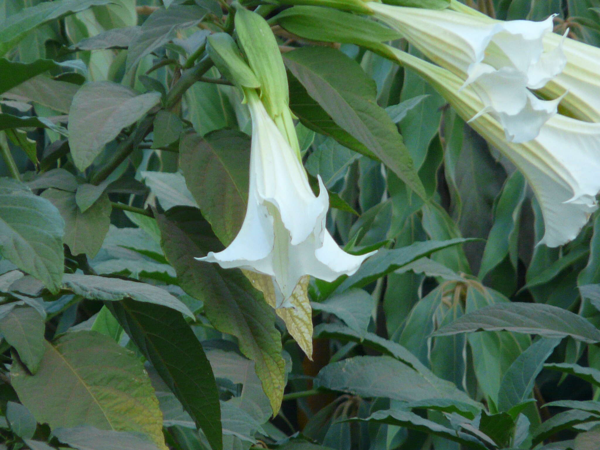 Imagem de Datura wrightii Hort. ex Regel