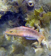 Image of Gunther's wrasse