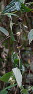 Image of Clematis henryi Oliv.