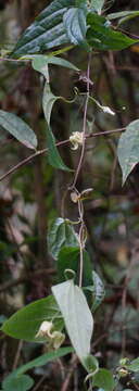 Imagem de Clematis henryi Oliv.