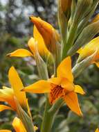 Image of Chloraea chrysantha Poepp.