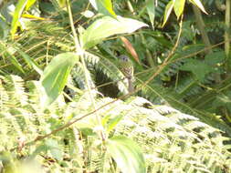 Image of Slaty-capped Flycatcher