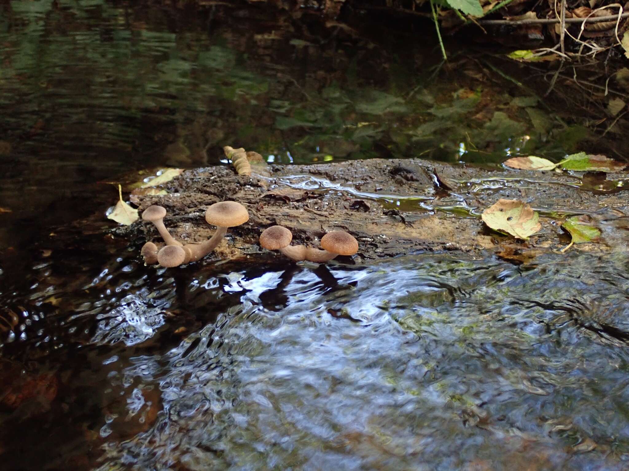 صورة Armillaria nabsnona T. J. Volk & Burds. 1996