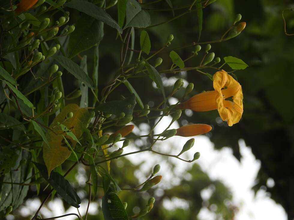 Ipomoea aurantiaca L. O. Williams resmi