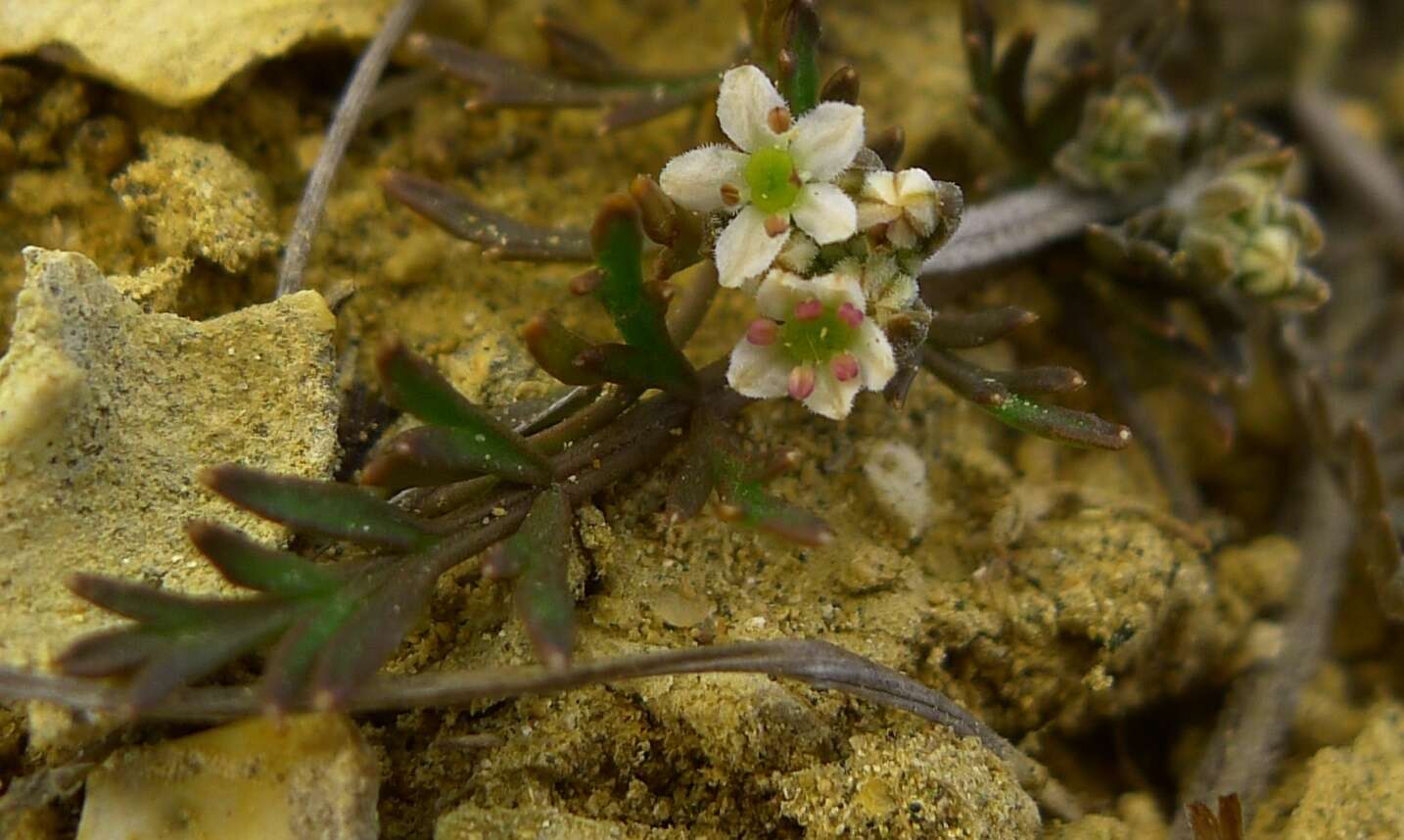 Imagem de Chaerophyllum novae-zelandiae K. F. Chung