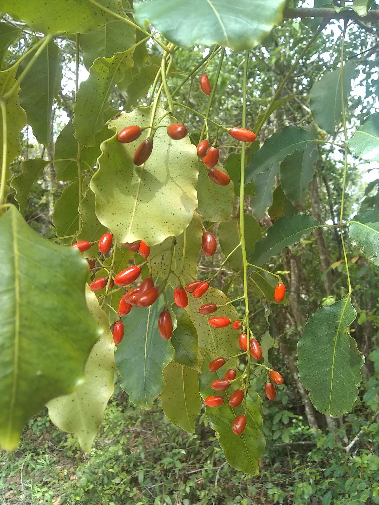 Image of Florida poisontree