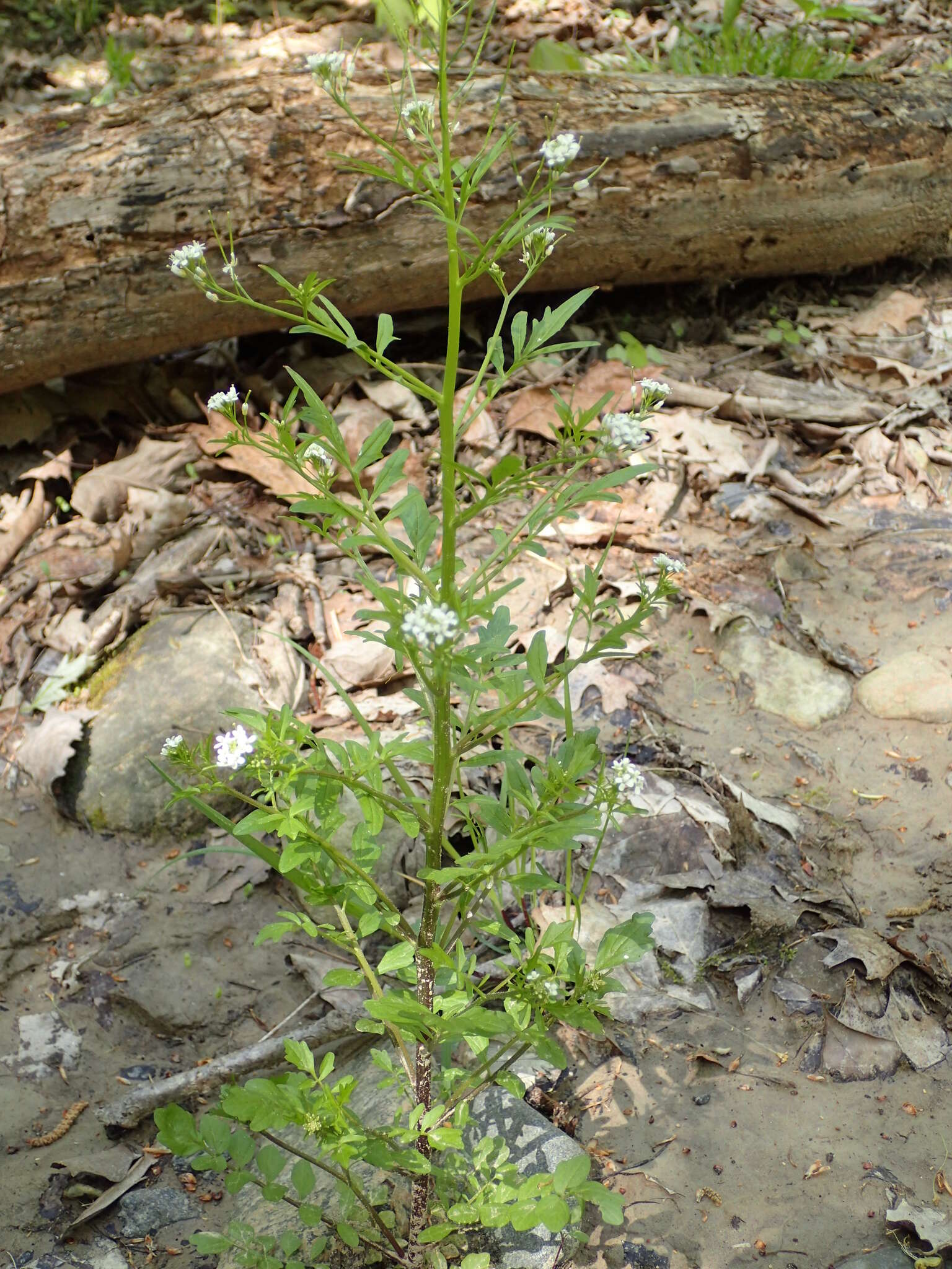 Image of Pennsylvania bittercress