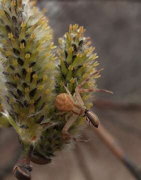 Image of Northern Crab Spider