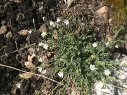 صورة Cerastium nutans Raf.