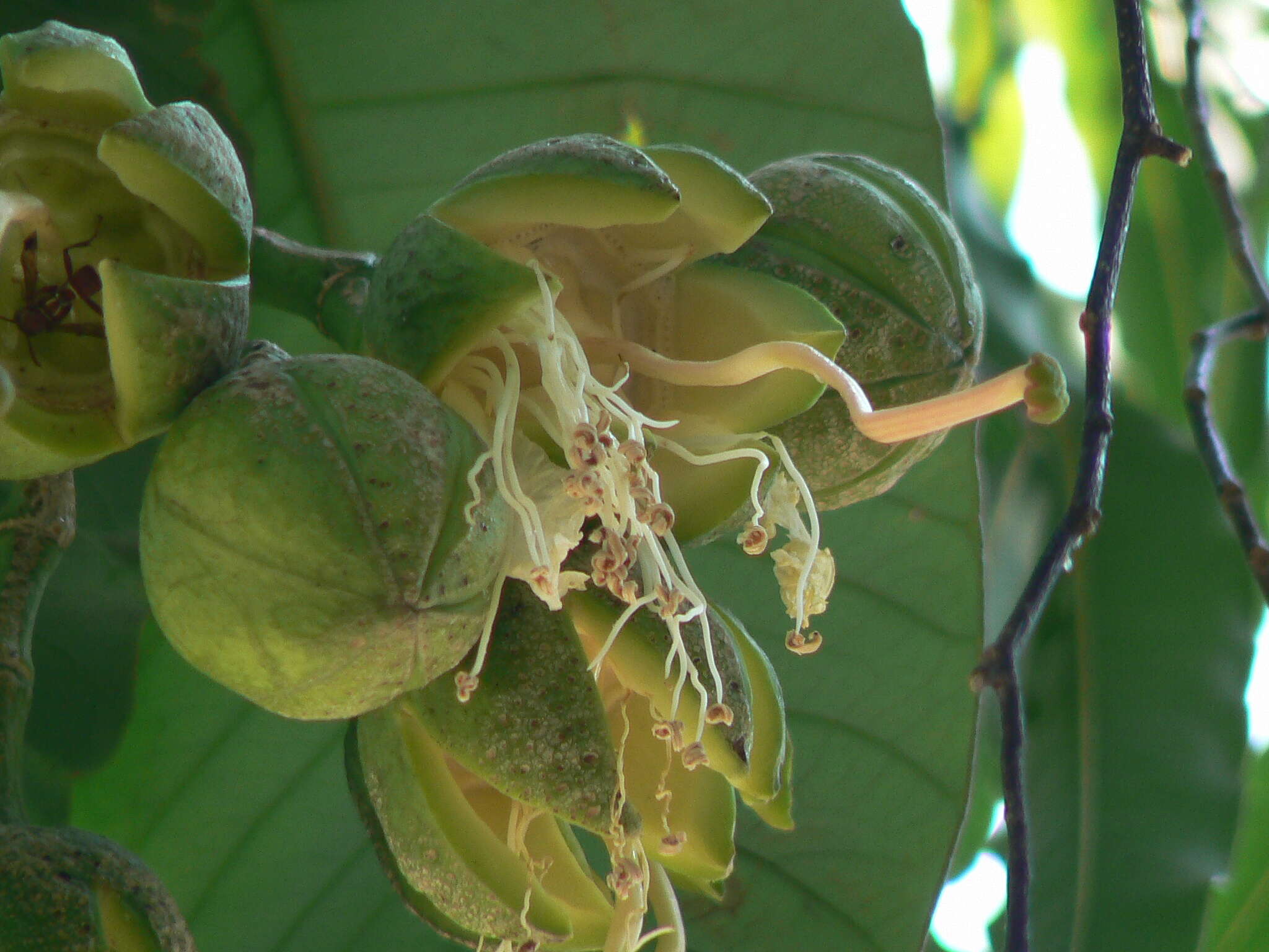 Duabanga grandiflora (Roxb. ex DC.) Walp. resmi