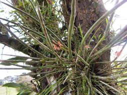 Image of Octomeria praestans Barb. Rodr.
