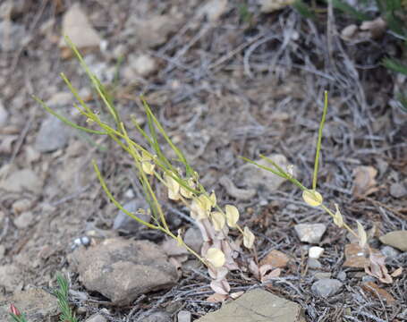 Image of Conringia clavata Boiss.