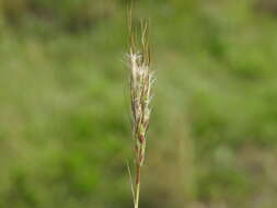 صورة Bothriochloa decipiens (Hack.) C. E. Hubb.